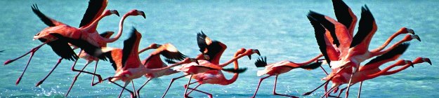 Bonaire