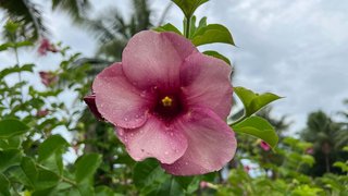 Blumenpracht auf Suva