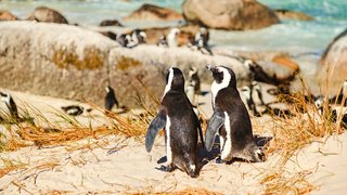 Pinguine in freier Wildbahn Pinguine in freier Wildbahn