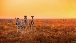 Afrikas Tierwelt entdecken Afrikas Tierwelt entdecken