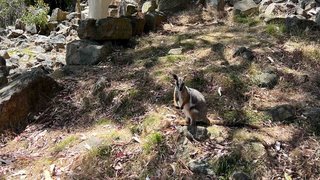 Wallabys im Wildlife Park