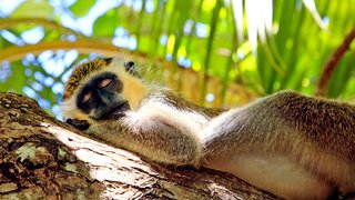 Affe in Barbados Affe in Barbados