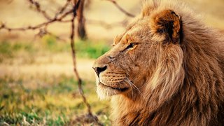 Der König der afrikanischen Savanne Der König der afrikanischen Savanne