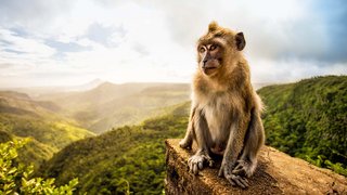Tierwelt im Indischen Ozean entdecken Tierwelt im Indischen Ozean entdecken