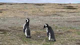 Pinguine in Patagonien