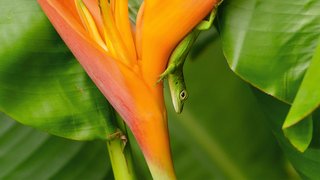 Eidechse in Guadeloupe