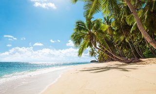 Sandstrand mit Palmen in der Karibik Ein feiner Sandstrand mit Palmen und türkisblauem Meer