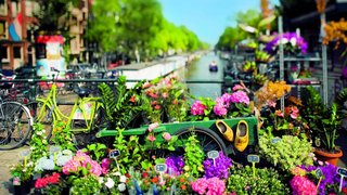 Blumen in Amsterdam
