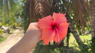 Wunderschöne Hibiskusblüten als Symbol der Südsee