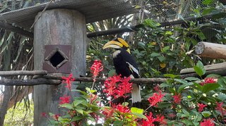 Toucan im Umgeni River Vogelpark
