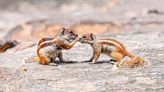Streifenhörnchen auf Fuerteventura Streifenhörnchen auf Fuerteventura