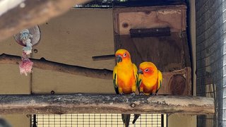 Papageien im Umgeni River Vogelpark