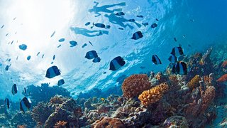 Eine Unterwasseraufnahme von einem Fischschwarm und Tauchern an der Wasseroberfläche