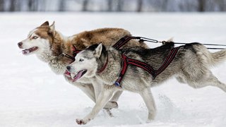 Schlittenhunde in Nordeuropa Schlittenhunde in Nordeuropa