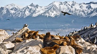 Seelöwen Feuerland und Patagonien Seelöwen Feuerland und Patagonien