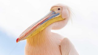 Afrikas Tierwelt entdecken Afrikas Tierwelt entdecken