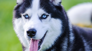 Husky als Blindenführhund an Bord von AIDA