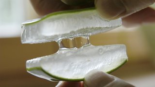 Pflegende Kraft der Aloe-Vera-Pflanze