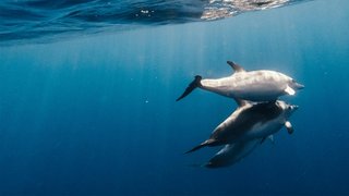 Mit Delfinen um die Wette schwimmen