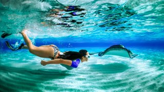 Rochen im Wasser beobachten