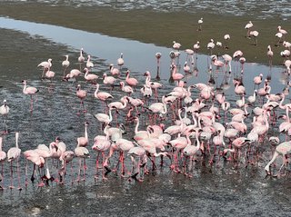 Süße Flamingos Süße Flamingos