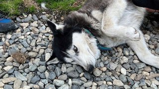 Besuch im Husky Park