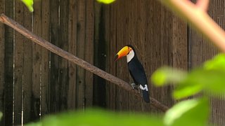 Toucan im Umgeni River Vogelpark