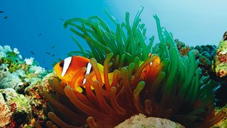 Ein Clownfisch schwimmt durch eine Anemone