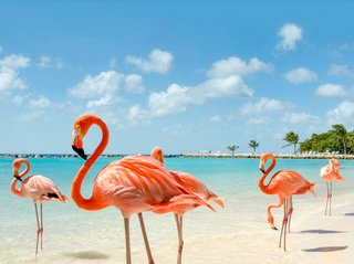 Rendez-Vous mit rosaroten Flamingos