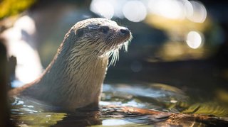 Otter in Skandinavien Otter in Skandinavien