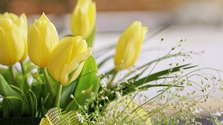 Gelber Tulpenstrauß Nahaufnahme von einem Strauß gelber Tulpen