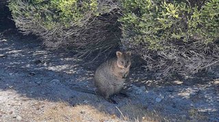 Quokkas auf Rottnest Island