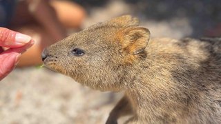 Quokkas auf Rottnest Island