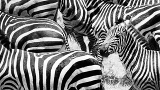 Zebras in Südafrika Zebras in Südafrika