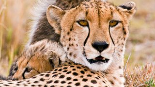 Gepard Gepard