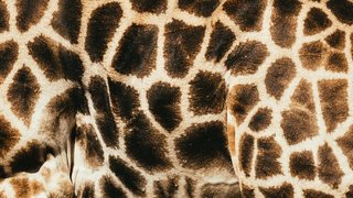 Beobachten Sie Giraffen in ihrer natürlichen Umgebung Beobachten Sie Giraffen in ihrer natürlichen Umgebung