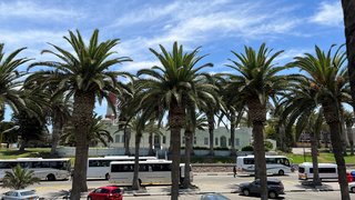 Palmen in Swakopmund