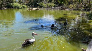 Pelikane im Wildlife Park