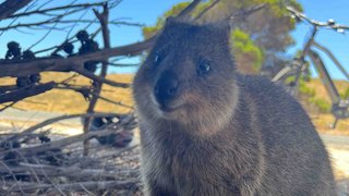 Quokkas auf Rottnest Island