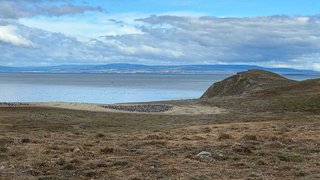 Pinguine in Patagonien