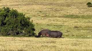 Nilpferde am Buffet