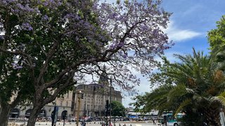 Jacaranda-Bäume in Buenos Aires
