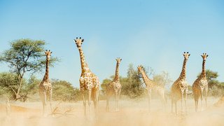 Giraffen in Südafrika Giraffen in Südafrika