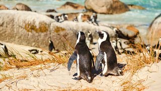 Pinguine in freier Wildbahn Pinguine in freier Wildbahn