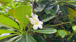 Blumenparadies auf Tivua Island