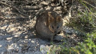 Quokkas auf Rottnest Island
