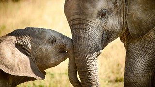 Elefanten in ihrer freien Wildbahn beobachten Elefanten in ihrer freien Wildbahn beobachten