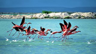 Fliegende Flamingos Fliegende Flamingos