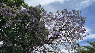 Jacaranda-Bäume in Buenos Aires