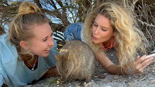 Quokkas auf Rottnest Island